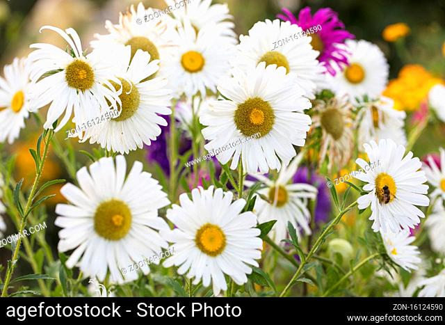 Background camomile close-up. Wildflowers for wallpaper