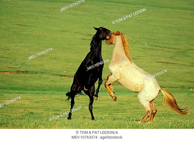 Mustang Wild Horses - Stallions fighting-dominance behavior (Equus caballus)