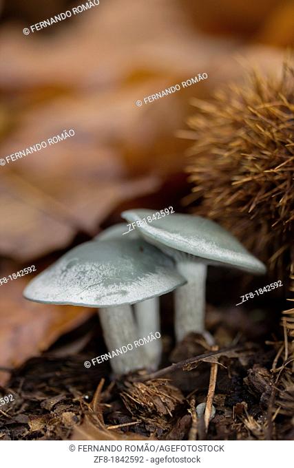 Mushrooms at Lousã Mountain, Portugal
