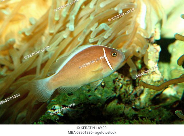 Collar-anemone-fish, Amphiprion perideraion, at the side, underwater-world, animal, fish, sea-bull, Meeresfisch, saltwater-fish, anemone-fish, reef-perch