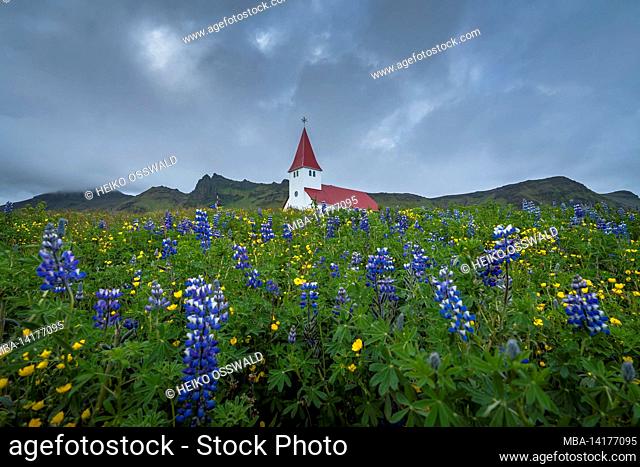 Church, Vik i Myrdal, Lupins, Vik, Iceland