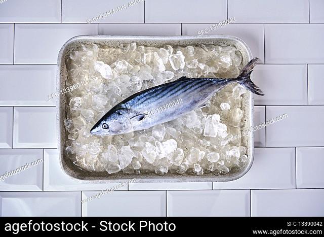 Whole bonito on crushed ice in an aluminum sheet