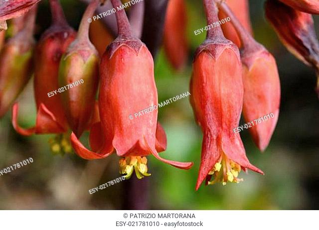Brachychiton Acerifolius, its flowers are very cute, because they have the bright red bell-shaped flowers