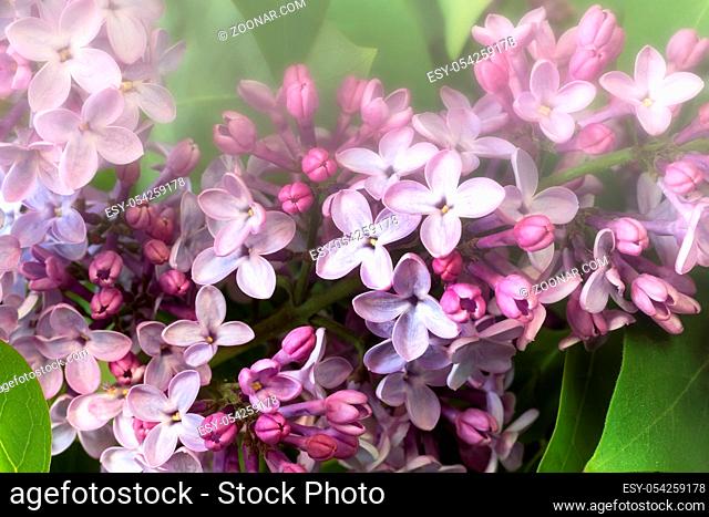Beautiful lilac flowers among the green leaves. Presented in close-up