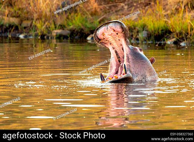 Hippo opens its massive jaws wide. Hippopotamus Hippopotamus amphibius, with open mouth showing tusk. Natural habitat Pilanesberg National Park