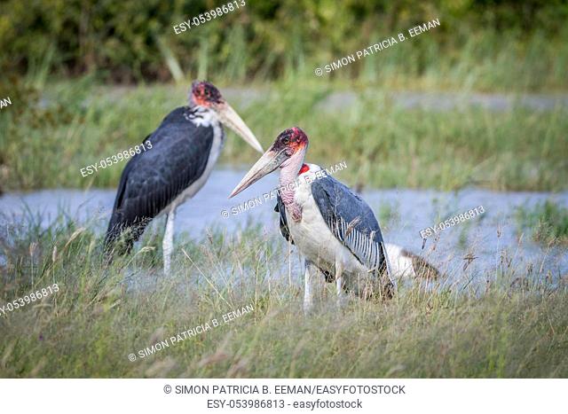 Marabou storks standing next to the water in the Chobe National Park, Botswana