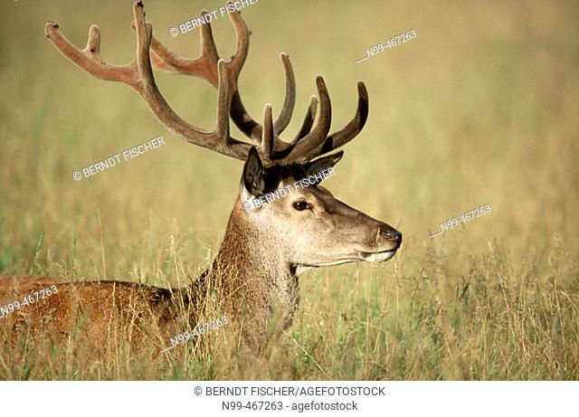 Red deer (Cervus elaphus). Stag, velvet on antlers/horns grassland. Rhön mountains. Lower Mountain Ranges. Germany