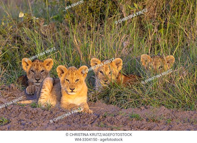 African Lion cubs, Masai Mara National Reserve, Kenya, East Africa