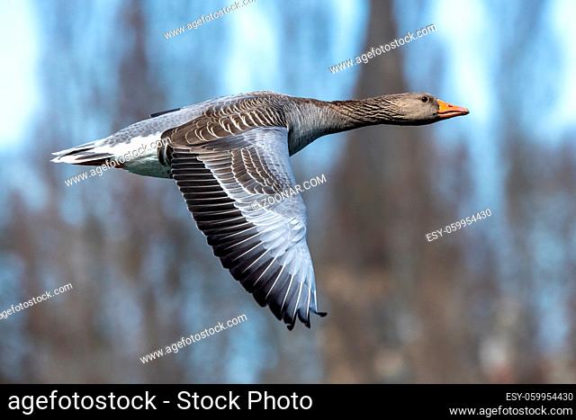 The greylag goose, Anser anser is a species of large goose in the waterfowl family Anatidae and the type species of the genus Anser