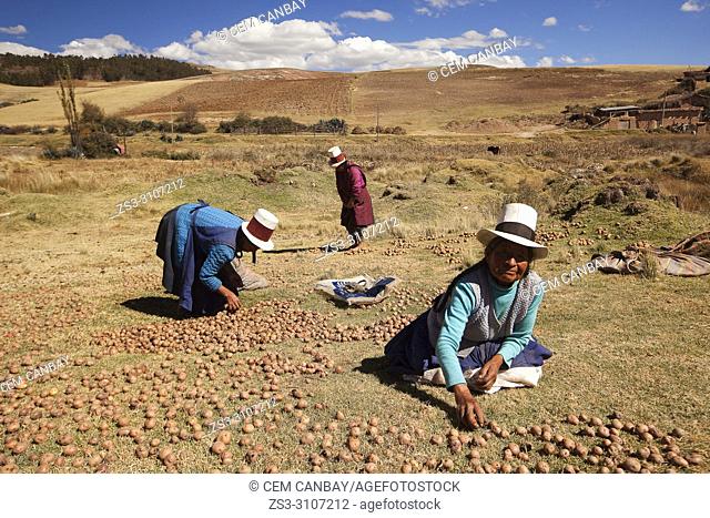 Indigenous women of Sacred Valley picking potatoes, Cusco Region, Peru, South America