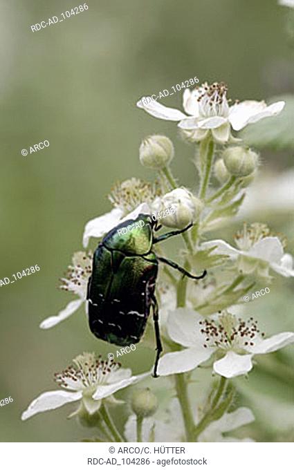 Rose Chafer Provence Southern France Cetonia aurata