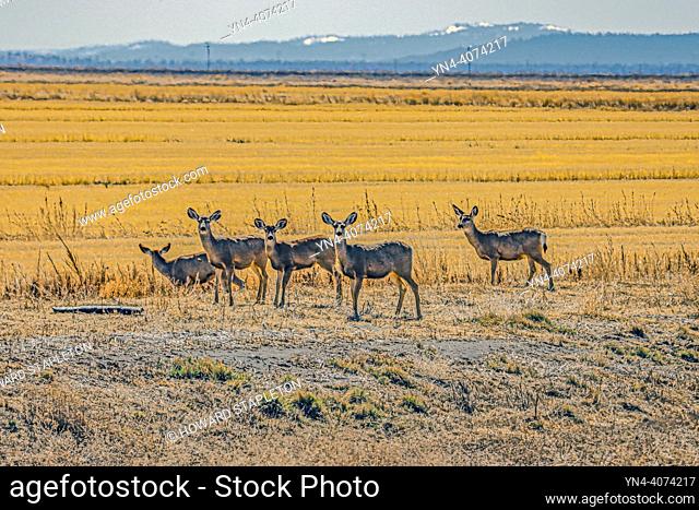 Five mule deer (Odocoileus hemionus) near Tule Lake in Northern California