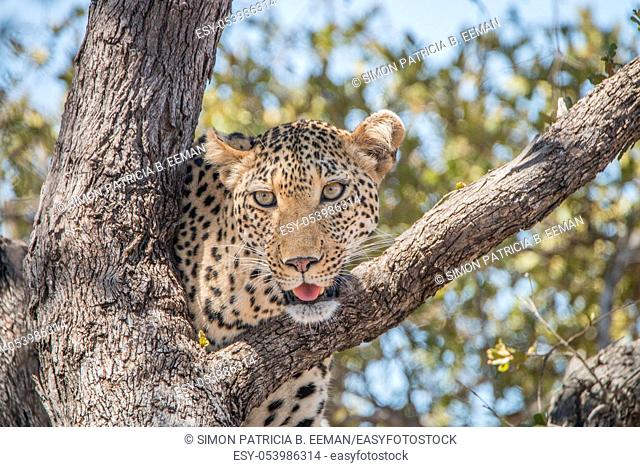 Leopard in a tree in the Kruger National Park, South Africa