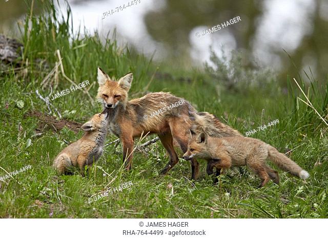 Red Fox (Vulpes vulpes) (Vulpes fulva) vixen and two kits, Yellowstone National Park, Wyoming, United States of America, North America