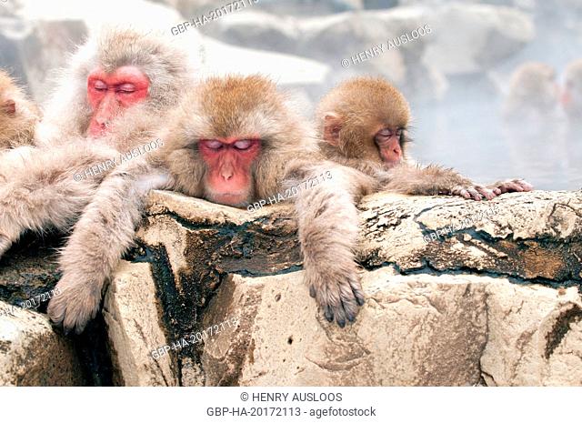 Japanese macaque or snow japanese monkey (Macaca fuscata) family in onsen, Japan