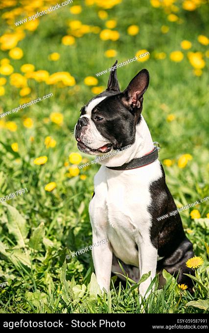 Funny Young Boston Bull Terrier Dog Outdoor In Green Spring Meadow With Yellow Blooming Dandelion Flowers. Playful Pet Outdoors