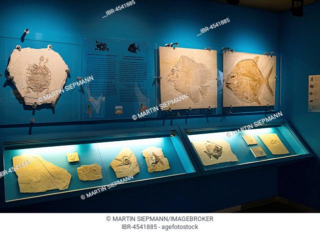 Fossils, Mayor-Müller-Museum, Solnhofen, Altmuehltal, Middle Franconia, Franconia, Bavaria, Germany