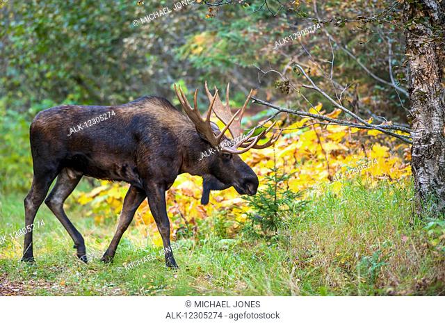 A bull moose in rut, Kincaid Park, Anchorage, Alaska, autumn