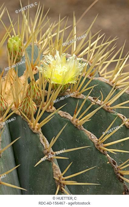 Cactus Ferocactus glaucescens