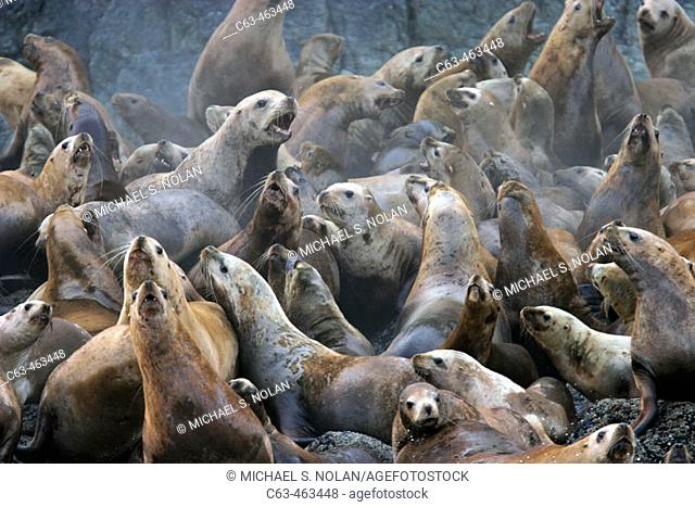 Steller (Northern) Sea Lions (Eumetopias jubatus) hauled out in Southeast Alaska, USA
