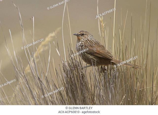 Junin Canastero Asthenes virgata perched on bunch grass in the highlands of Peru