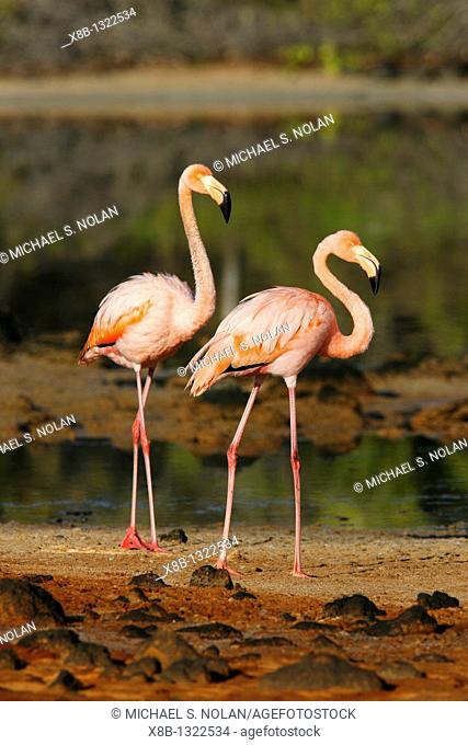 Greater flamingo Phoenicopterus ruber foraging for small pink shrimp Artemia salina in saltwater lagoons in the Galapagos Island Group, Ecuador  Pacific Ocean