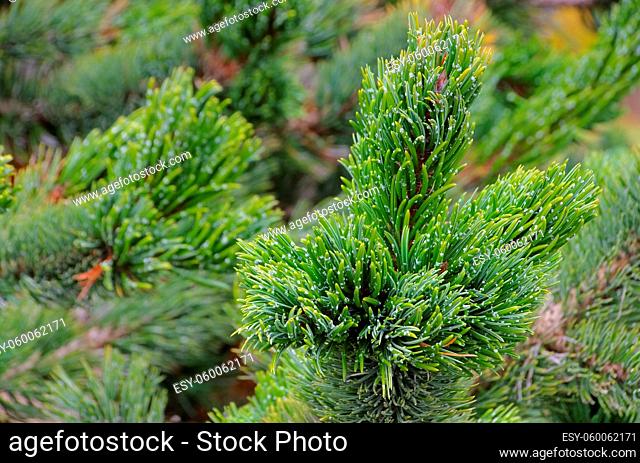 Grannenkiefer - Rocky Mountain Bristlecone Pine 01