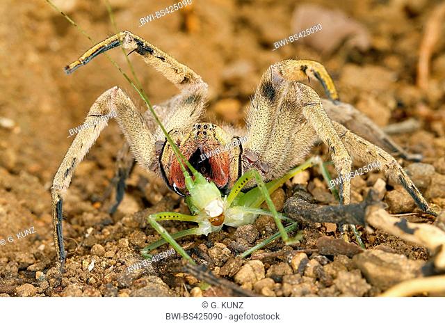 Brazilian Wandering Spider (Phoneutria boliviensis), on the ground, Costa Rica