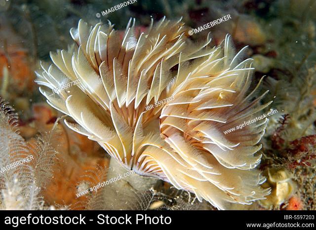 Twin-fan Worm (Bispira volutacornis) fans expanded from tube, on rocky reef, Durlston, Dorset, England, United Kingdom, Europe