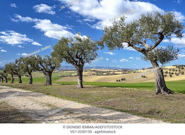 Morrovalle, Macerata district, Marche, Italy, Europe, landscape near the village with olive trees