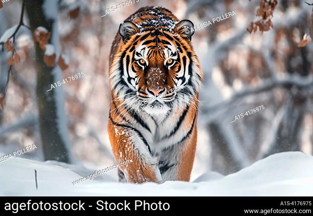 A wild tiger walking on snow, winter theme