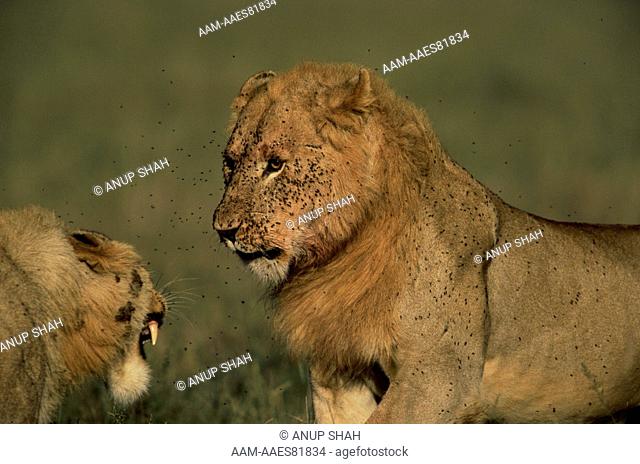 Lion (Panthera Leo), Males in close aggeressive Encounter, Serengeti National Park, Tanzania, March 2004 (note flies)