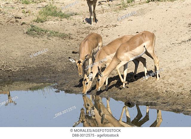 Africa, Southern Africa, South African Republic, Mala Mala game reserve, Impala (Aepyceros melampus), drinking in a pool