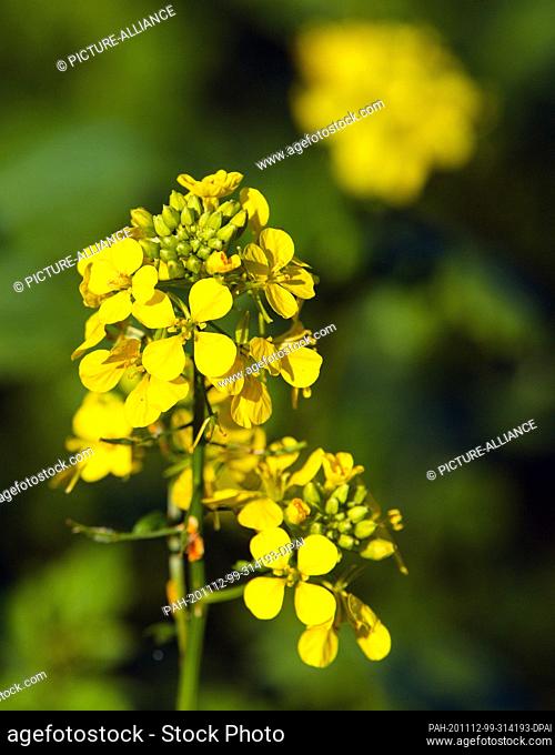 04 November 2020, Brandenburg, Wolfshagen: Yellow mustard (white mustard) grows in a field. The herbaceous plant is particularly popular with organic gardeners...