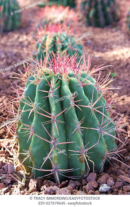 Close up of a Fishhook Barrel Cactus, Ferocactus wislizeni, in Arizona, USA