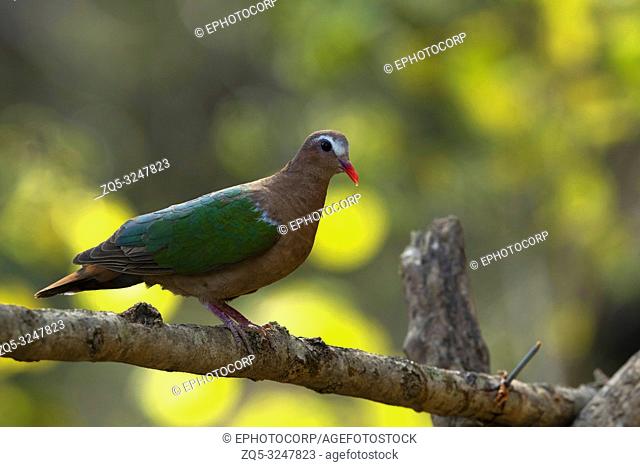 Emerald Dove, Chalcophaps indica, Sattal, Uttarakhand, India