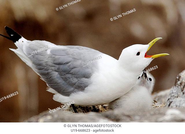 Kittiwake protecting chick, Farne Islands, England, UK