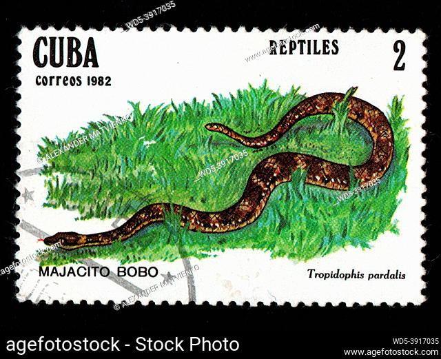 Cuba - CIRCA 1982: Cuban postage stamp featuring large snake in grass. Tropidophis pardalis on postage stamp. Vintage stamp for letters isolated on black