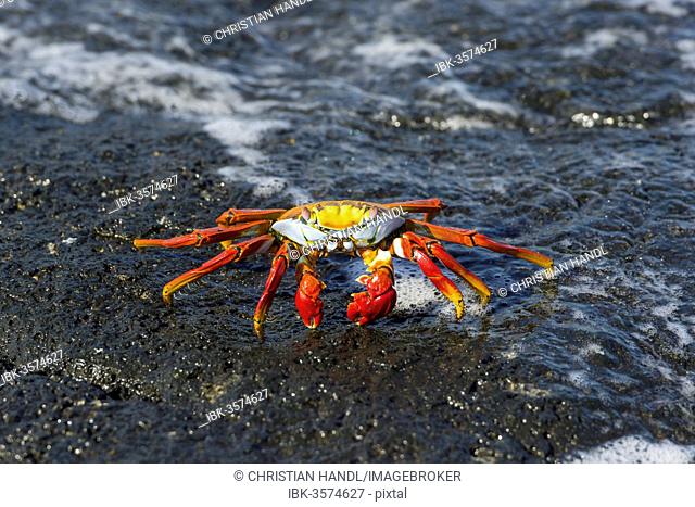 Red Rock Crab (Grapsus grapsus) on a rock in the surf, San Cristóbal Island, Galápagos Islands, Ecuador