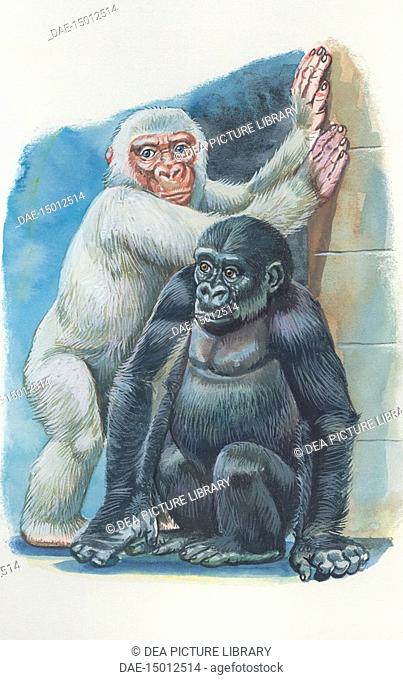 Zoology: Mammals - Copito de nieve (Snowflake), albino gorilla of Barcelona Zoo, and gray-haired gorilla. Art work