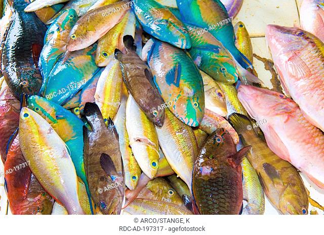 Fish, fish market, Bohol, Bohol Island, Central Visayas, Philippines, coral fish
