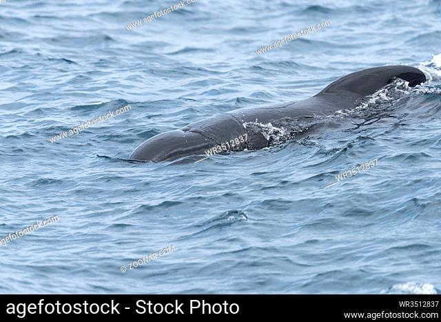 Gewoehnlicher Grindwal, Globicephala melas, Long-Finned Pilot Whale