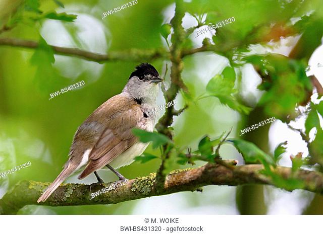 blackcap (Sylvia atricapilla), male sitting in a tree, side view, Netherlands, Frisia