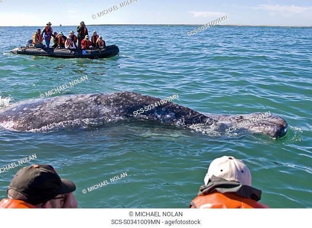 California Gray Whale mother and calf Eschrichtius robustus near whalewatchers in Zodiacs in Magdalena Bay near Puerto Lopez Mateos on the Pacific side of the...
