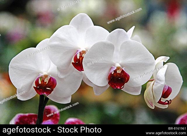 Phalaenopsis, orchid exhibition, Palmengarten, Frankfurt am Main, Hesse, Germany, Europe
