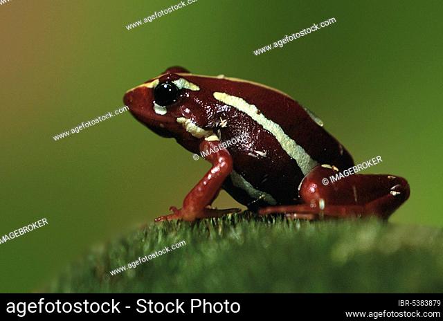 Phantasmal poison frog (Epipedobates tricolor) (Dendrobates tricolor), page