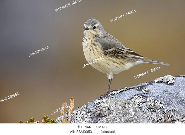 Adult American Buff-bellied Pipit (Anthus rubescens rubescens) perched on a rock in the arctic tundra of  Churchill, Manitoba, Canada