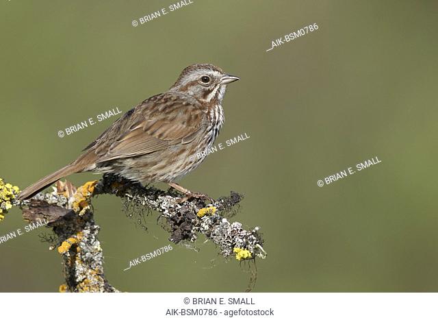 Adult Song Sparrow, Melospiza melodia Kamloops, British Columbia June 2015