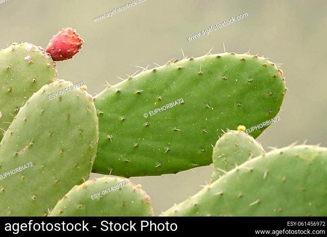 Fruit and pads of woollyjoint pricklypear Opuntia tomentosa. Agulo. La Gomera. Canary Islands. Spain