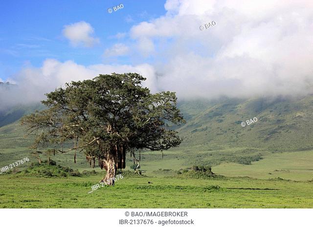 Sausage Tree (Kigelia africana, Kigelia pinnata), Serengeti National Park, Tanzania, Africa